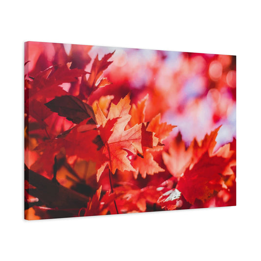 Autumn Flower Wall Art & Canvas Prints