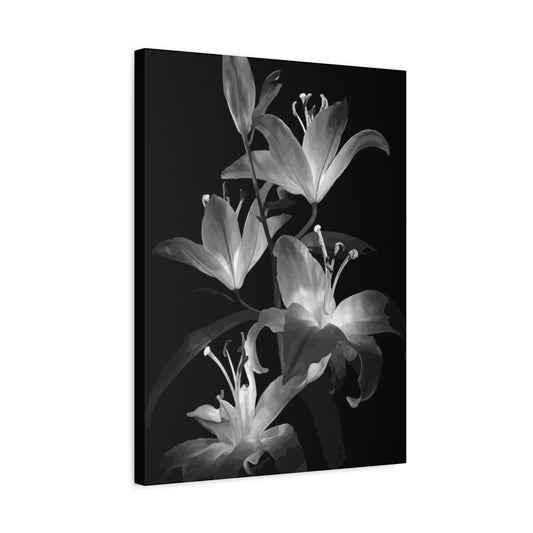 Lily Wall Art & Canvas Prints