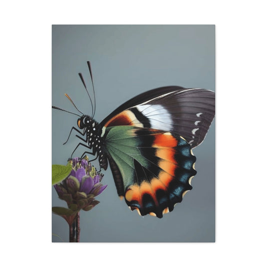 Closeup Butterfly Picture Wall Art & Canvas Prints