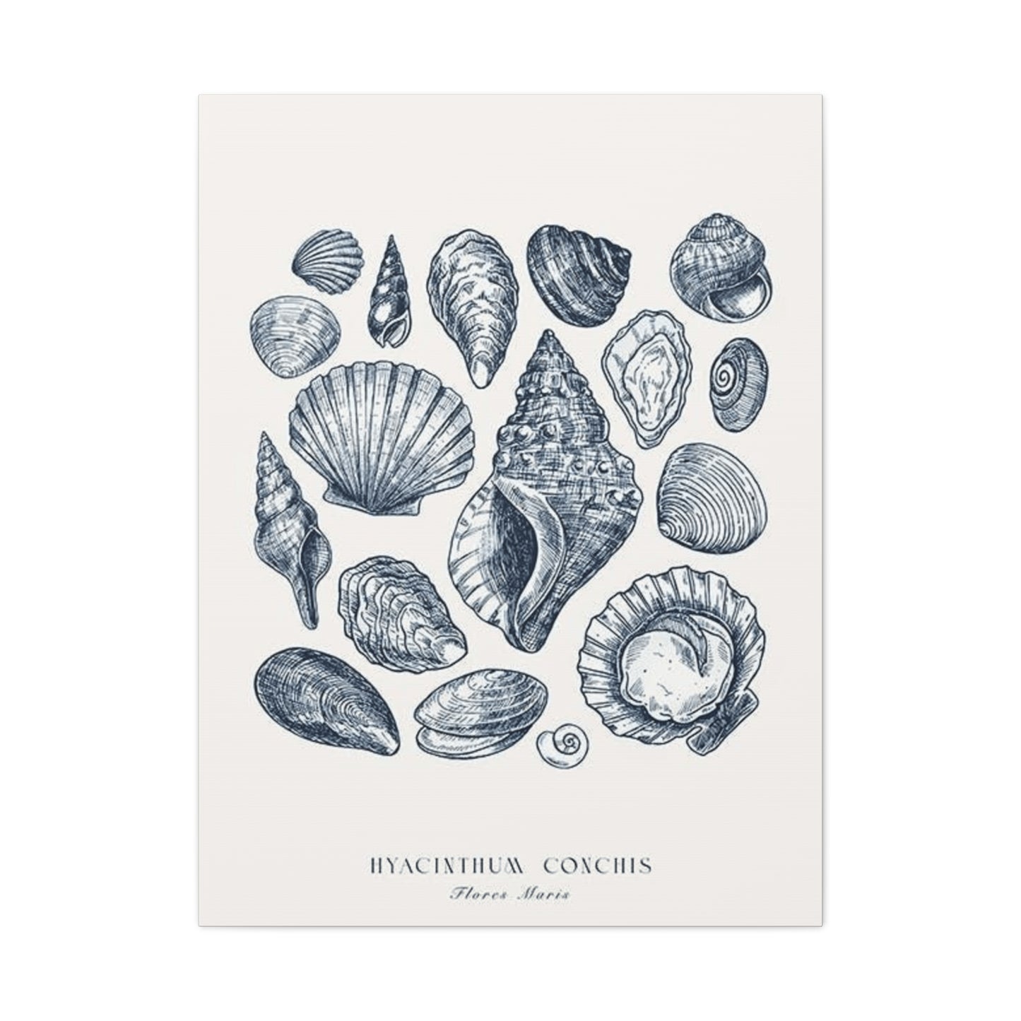 Shell Wall Art & Canvas Prints