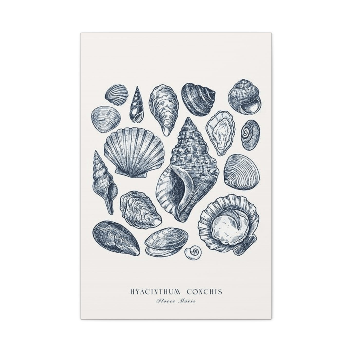 Shell Wall Art & Canvas Prints