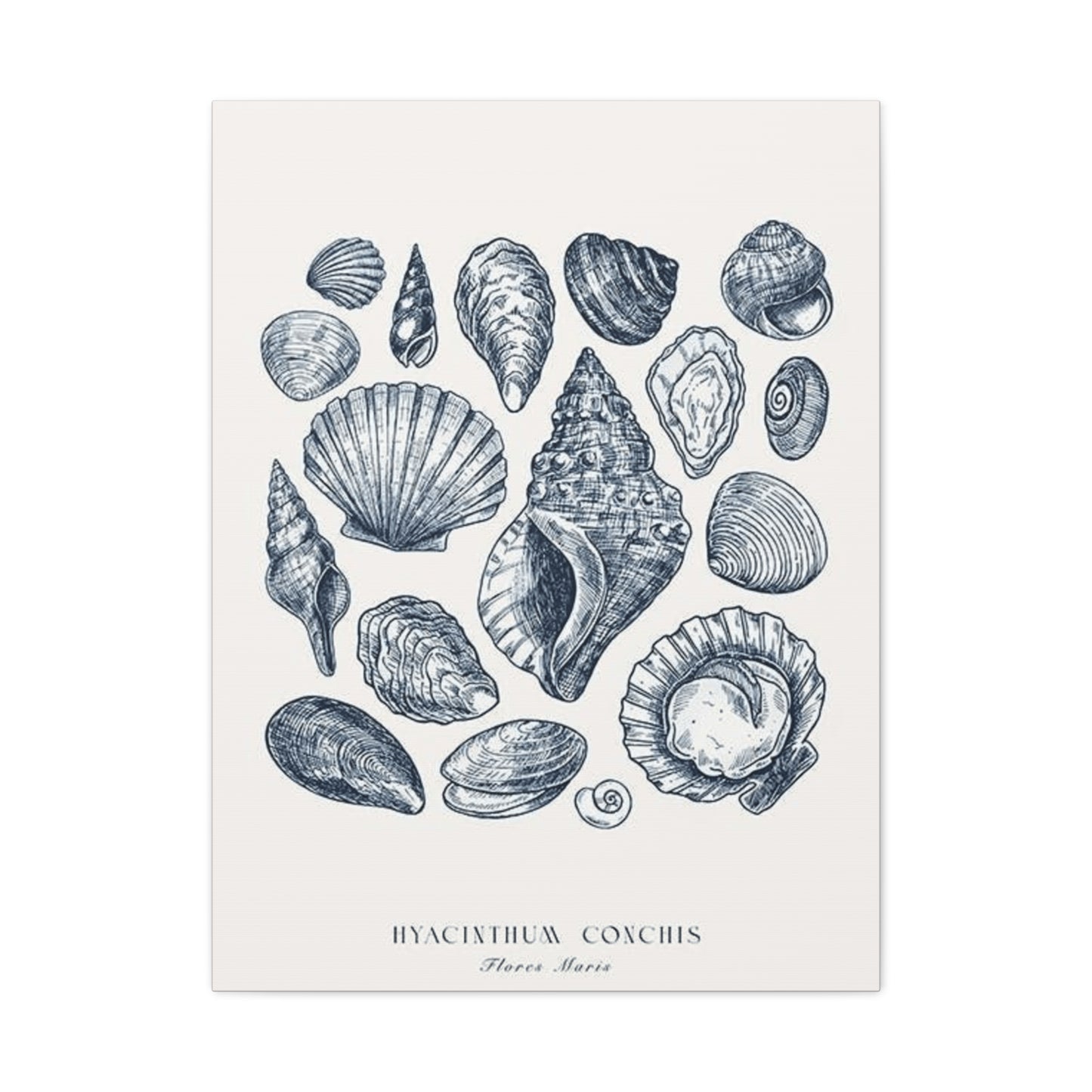 Shell Wall Art & Canvas Prints