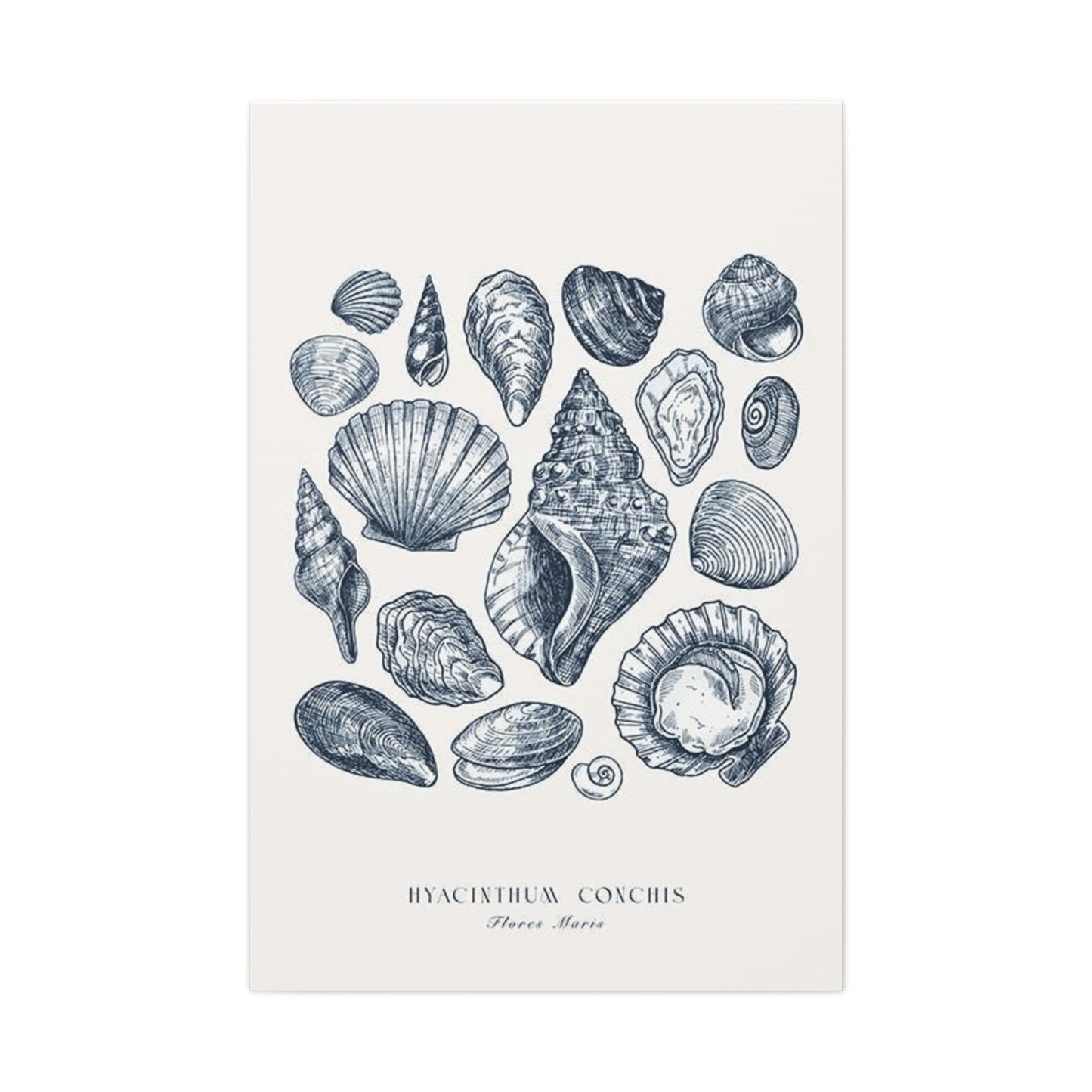 Shell Wall Art & Canvas Prints