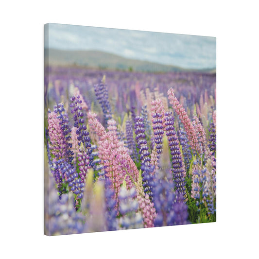 Lavender Flower Wall Art and Canvas Prints